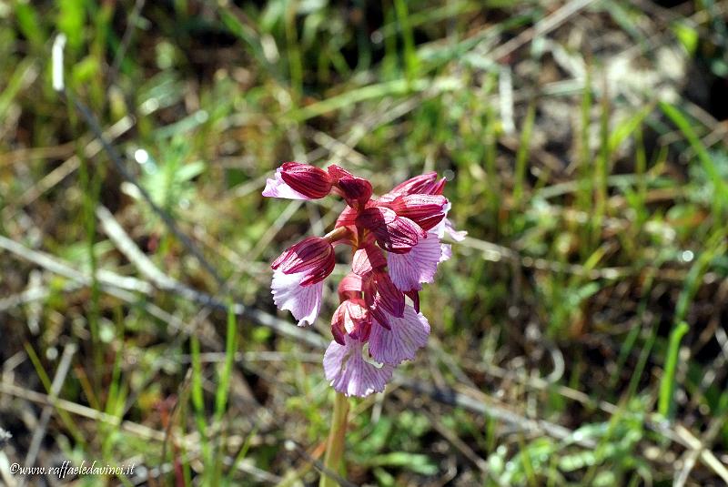 Orchidee spontanee 5APR09 (6).jpg